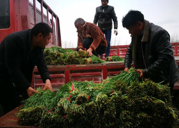 周口太康一村庄30万斤韭菜滞销 追踪：爱心企业买数千斤韭菜送老师